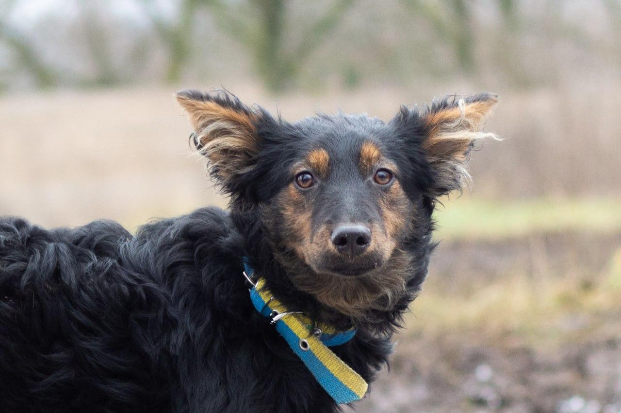 Chiens à adopter